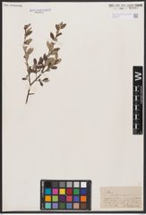 Foto von Salix aurita L. x Salix repens L.